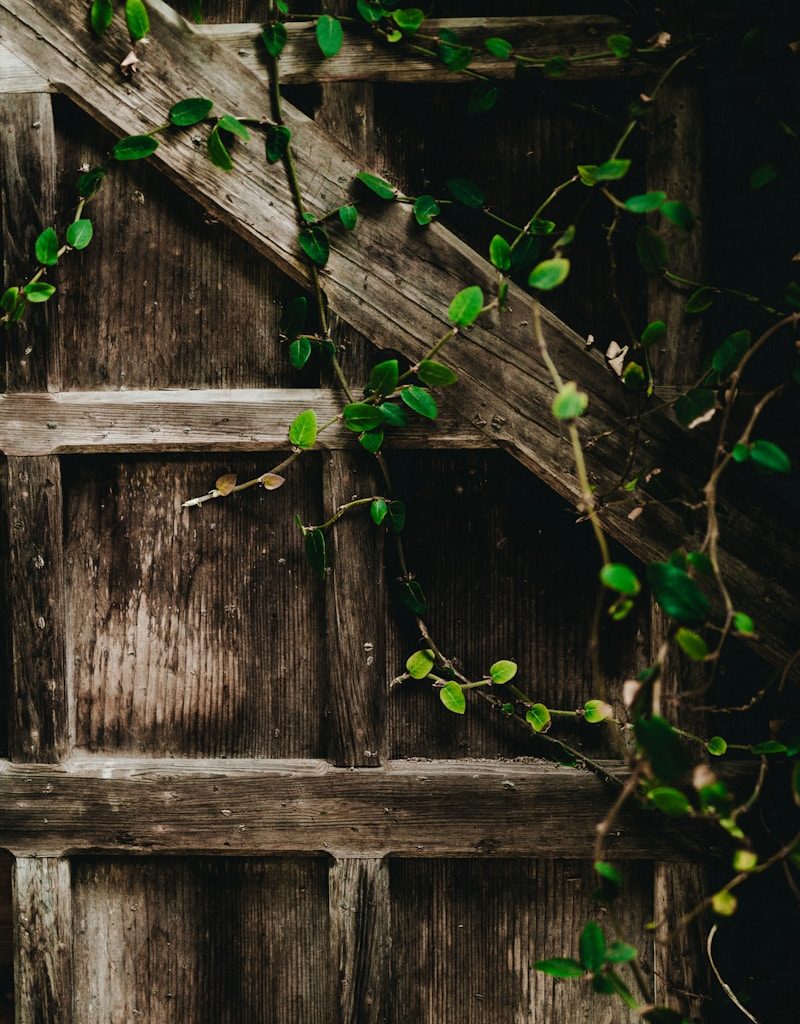 green vine plants on gray wall