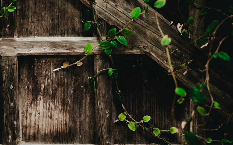 green vine plants on gray wall