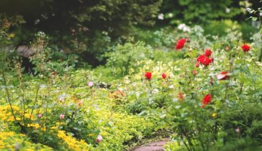 red flowers on green grass field during daytime