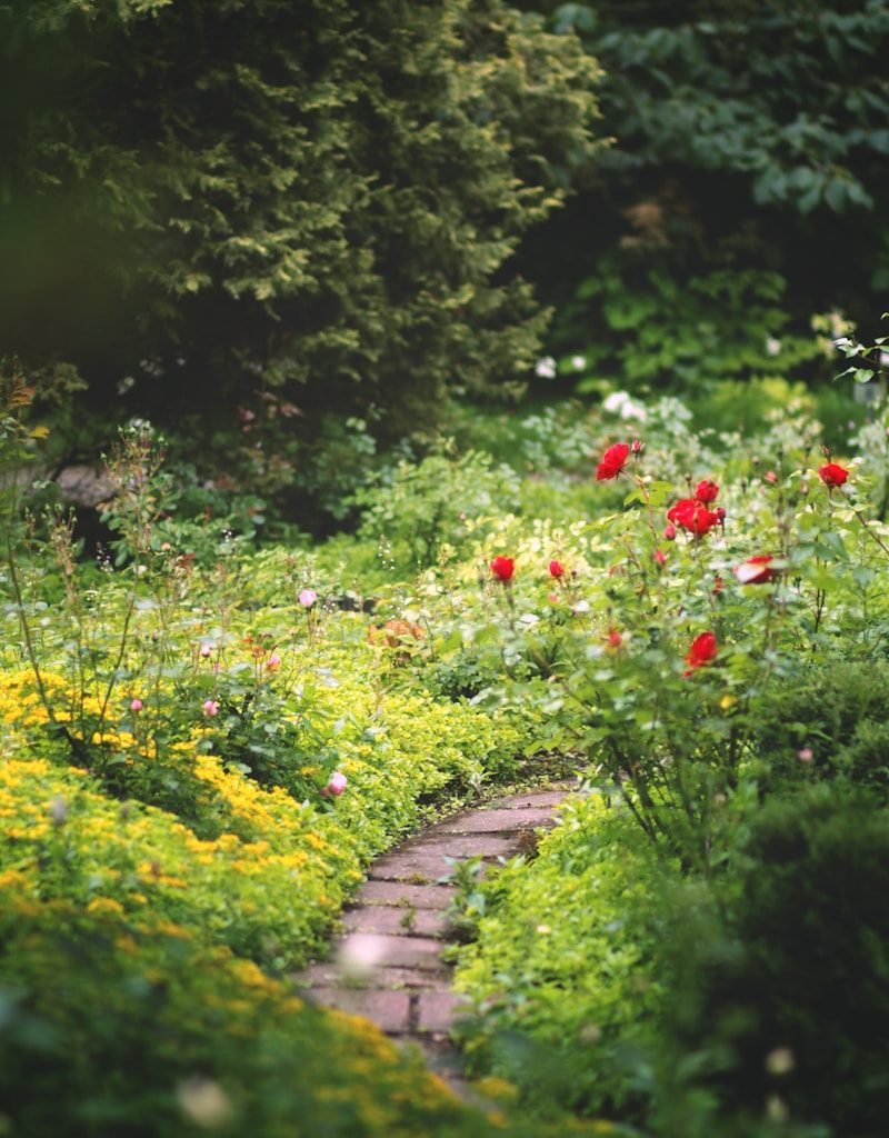red flowers on green grass field during daytime