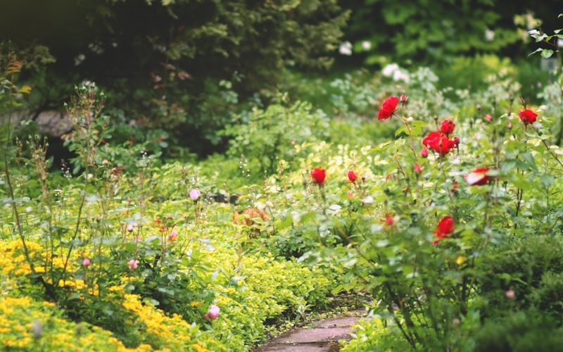 red flowers on green grass field during daytime
