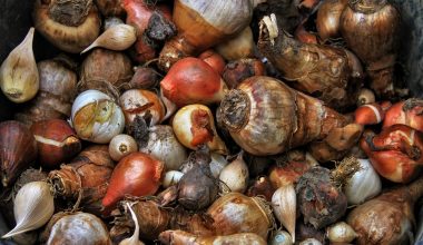 Najaarsbollen klaargelegd voor het planten in de tuin