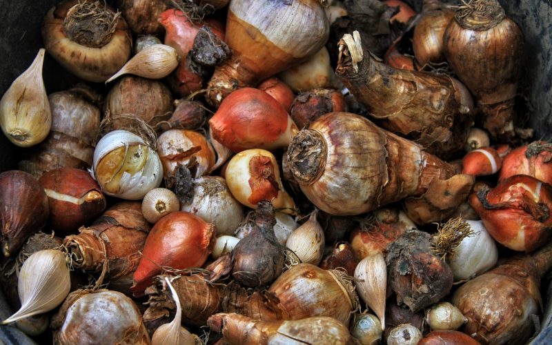 Najaarsbollen klaargelegd voor het planten in de tuin