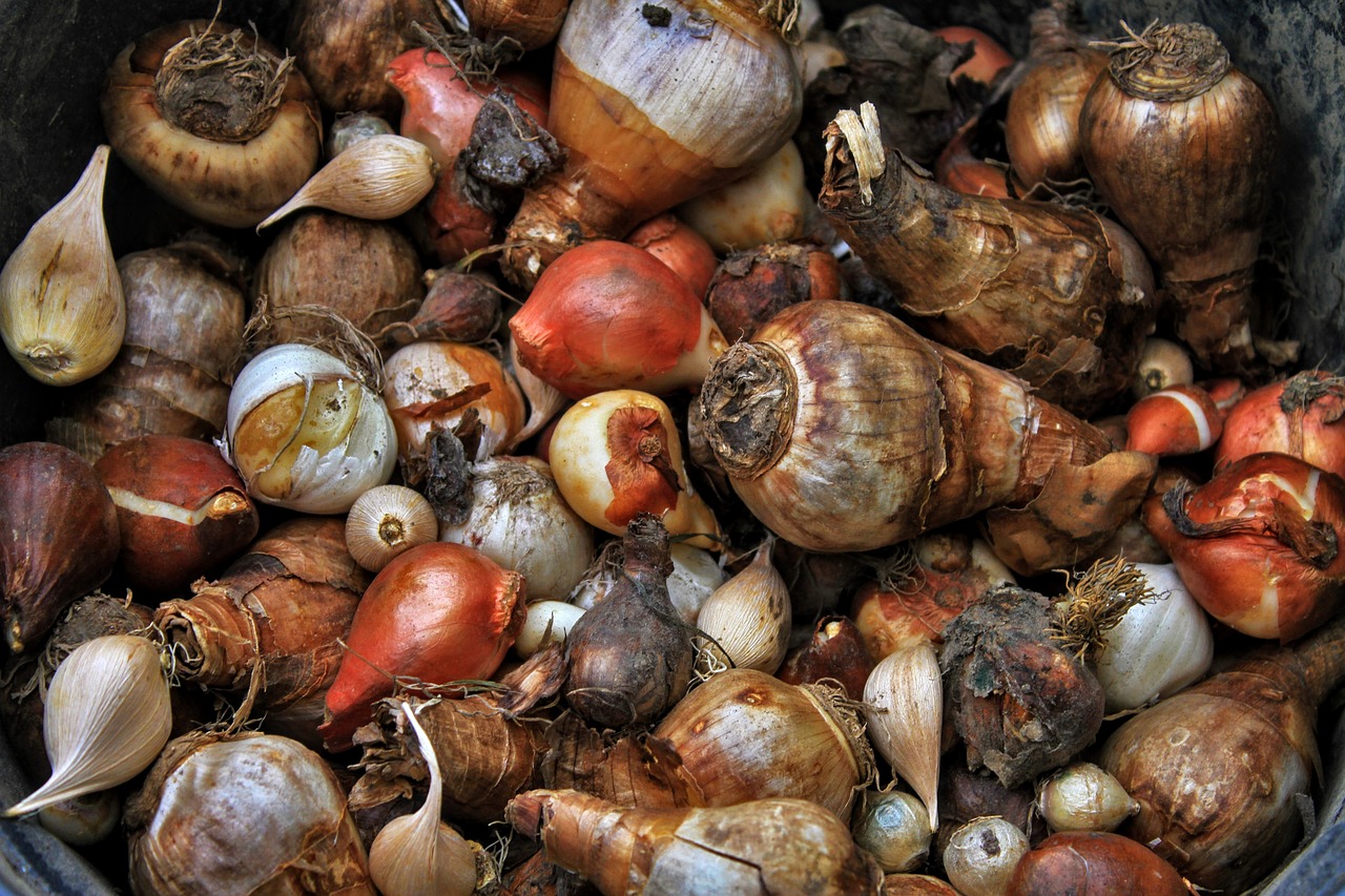 Najaarsbollen klaargelegd voor het planten in de tuin