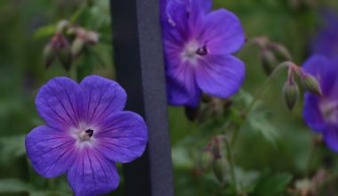 Cadeaumand gevuld met tuinplanten en accessoires als huis en tuin cadeau